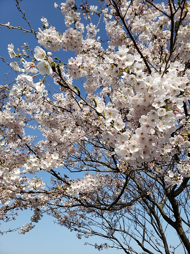 本校の今年の桜も見事でした